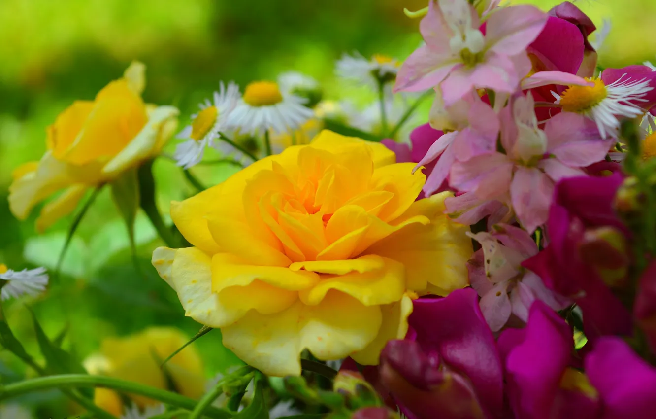 Фото обои Цветы, Flowers, Yellow rose, Жёлтая роза