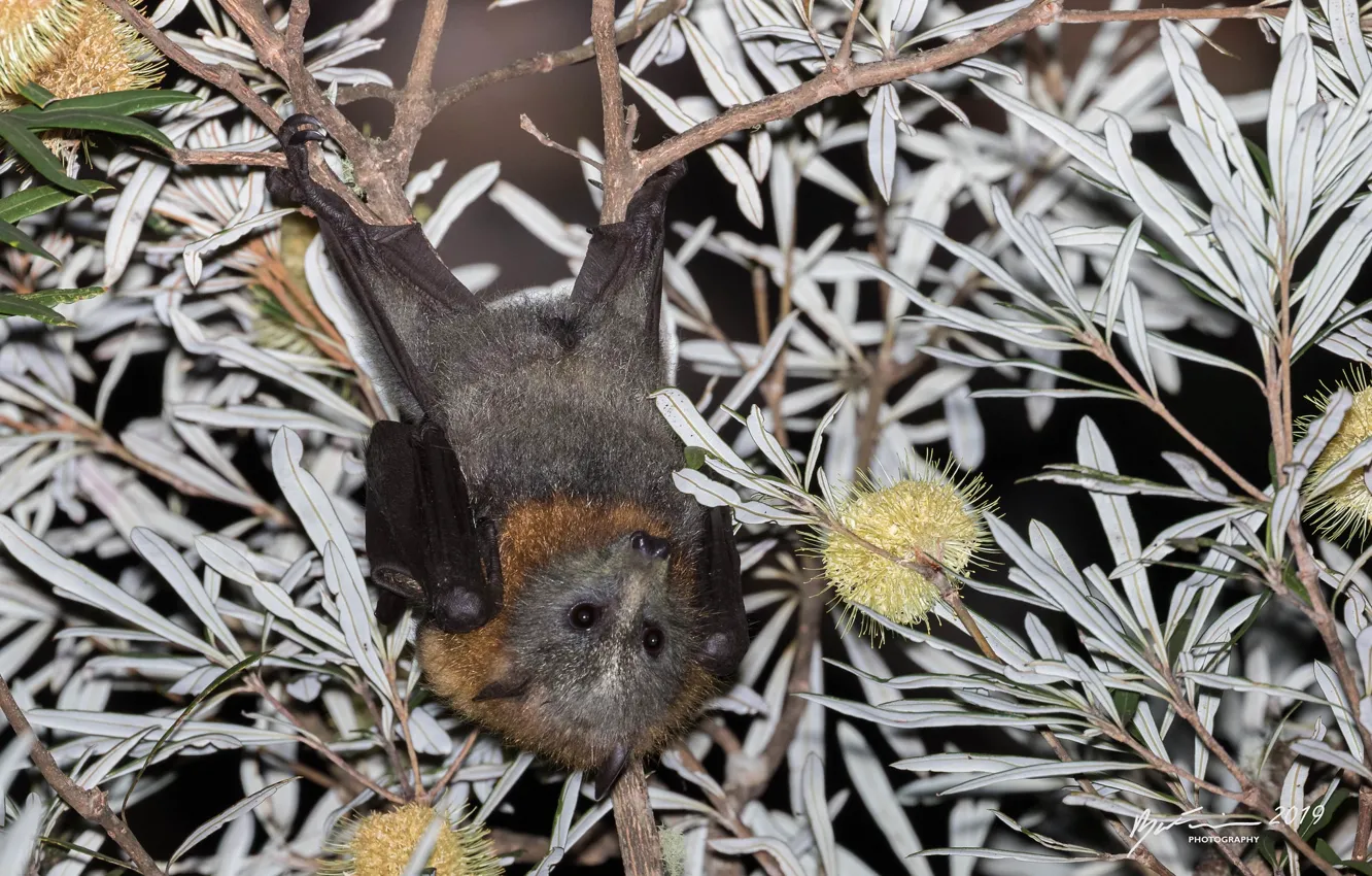 Фото обои листья, деревья, летучая мышь