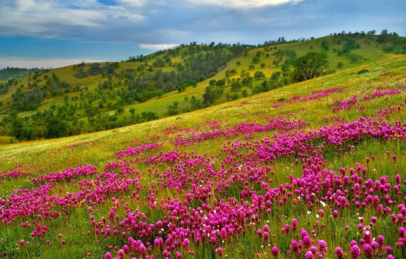 Фото обои небо, трава, цветы, горы, склон