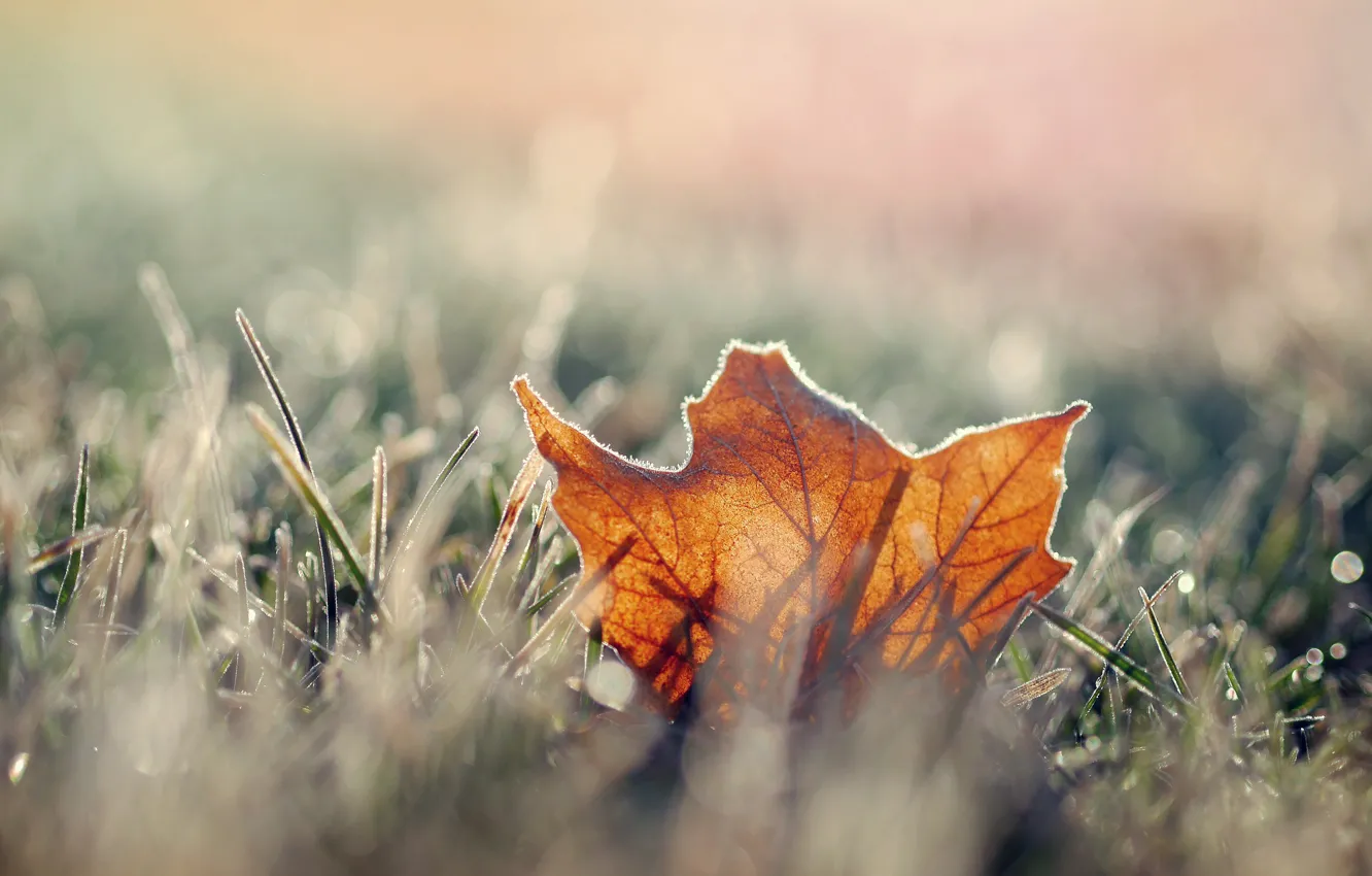 Фото обои иней, осень, трава, лист, сухой, мороз, кленовый