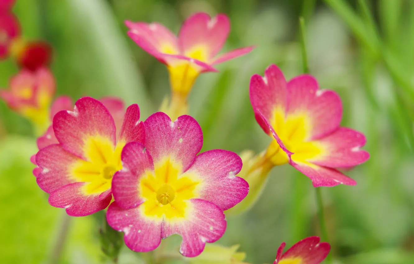 Фото обои flowers, color, primroses