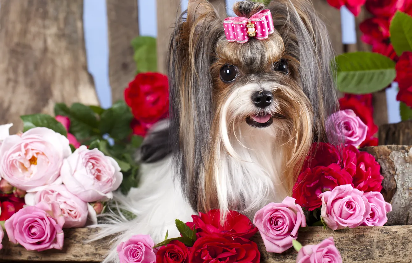 Фото обои цветы, розы, собака, девочка, бантик, заколка