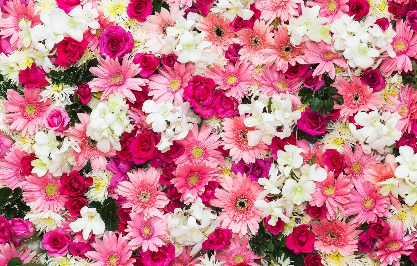 Фото обои цветы, фон, розы, розовые, бутоны, хризантемы, pink, flowers