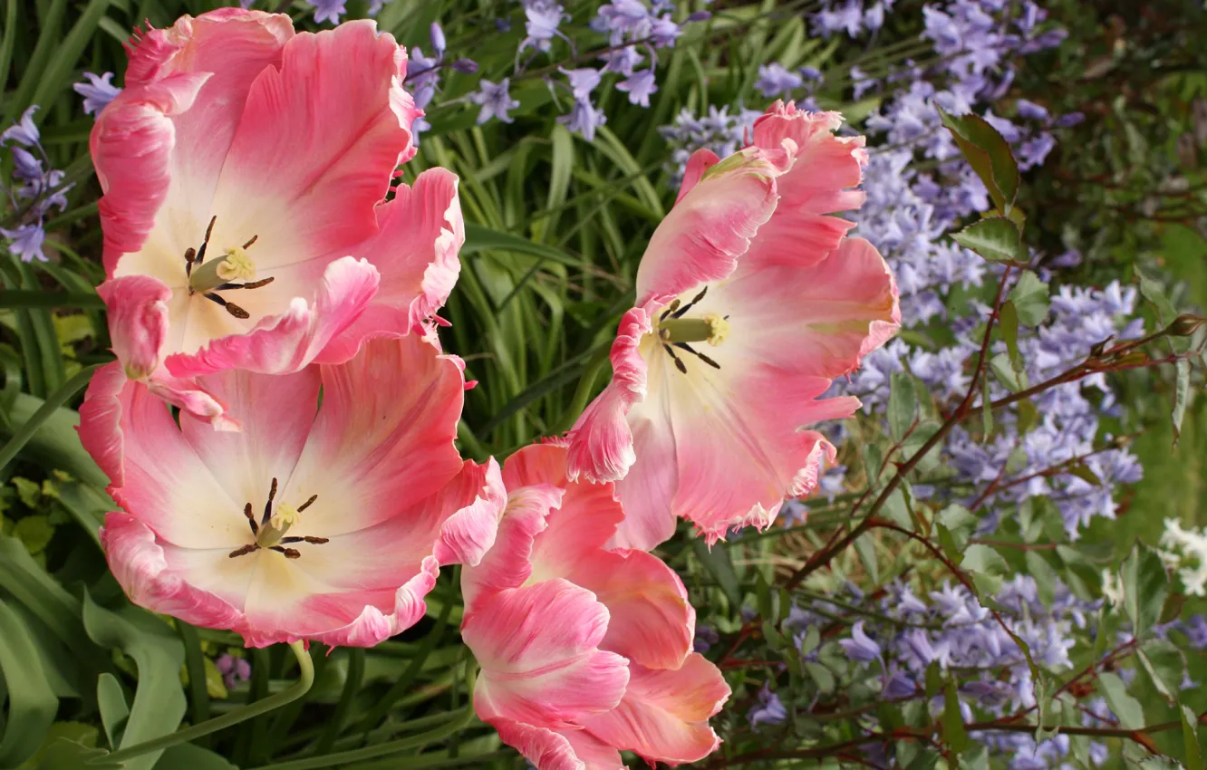 Фото обои весна, тюльпаны, розовые, pink, spring, Tulips