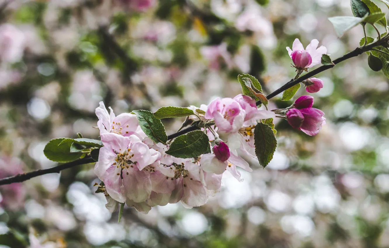 Фото обои цветы, весна, яблоня