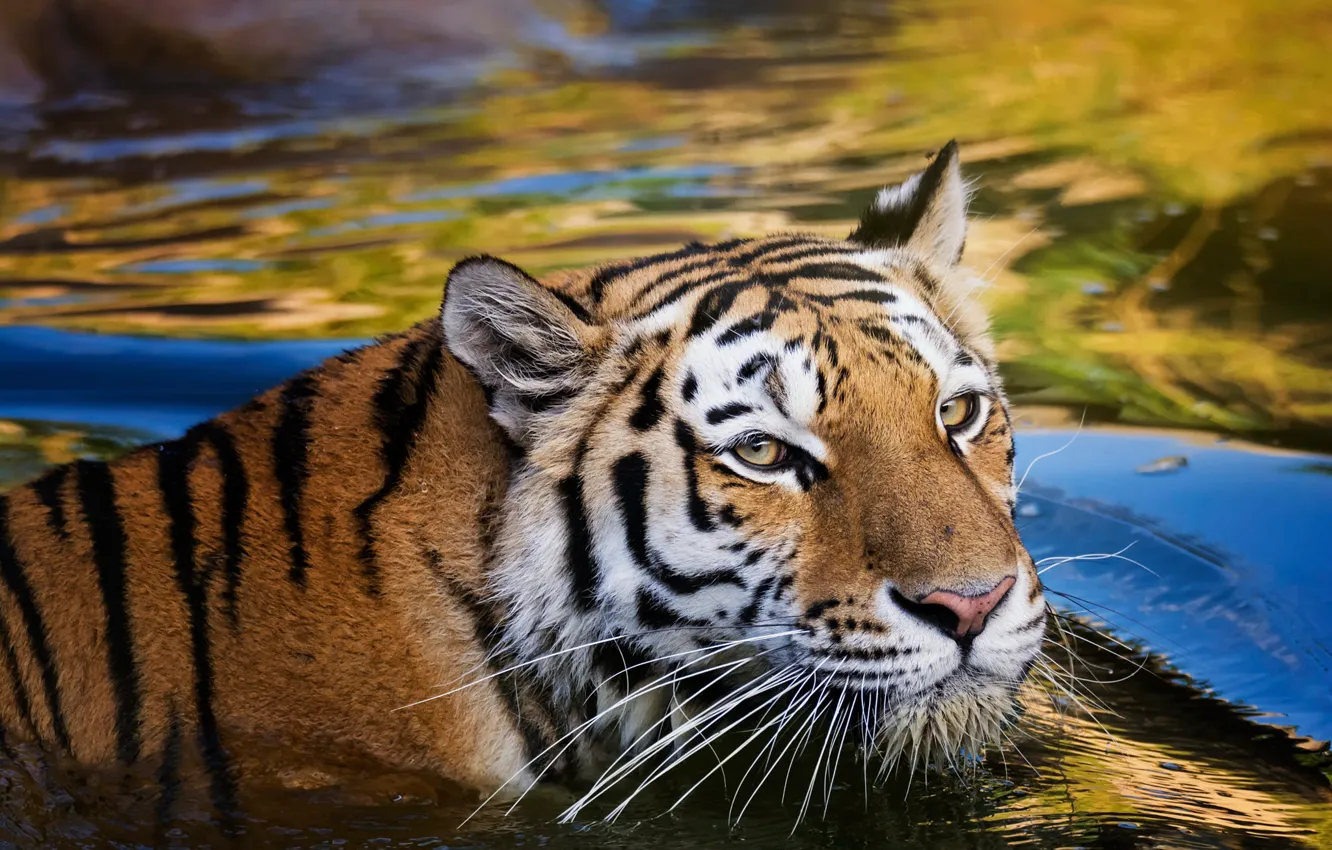 Фото обои взгляд, морда, вода, синий, желтый, тигр, мокрый, фон