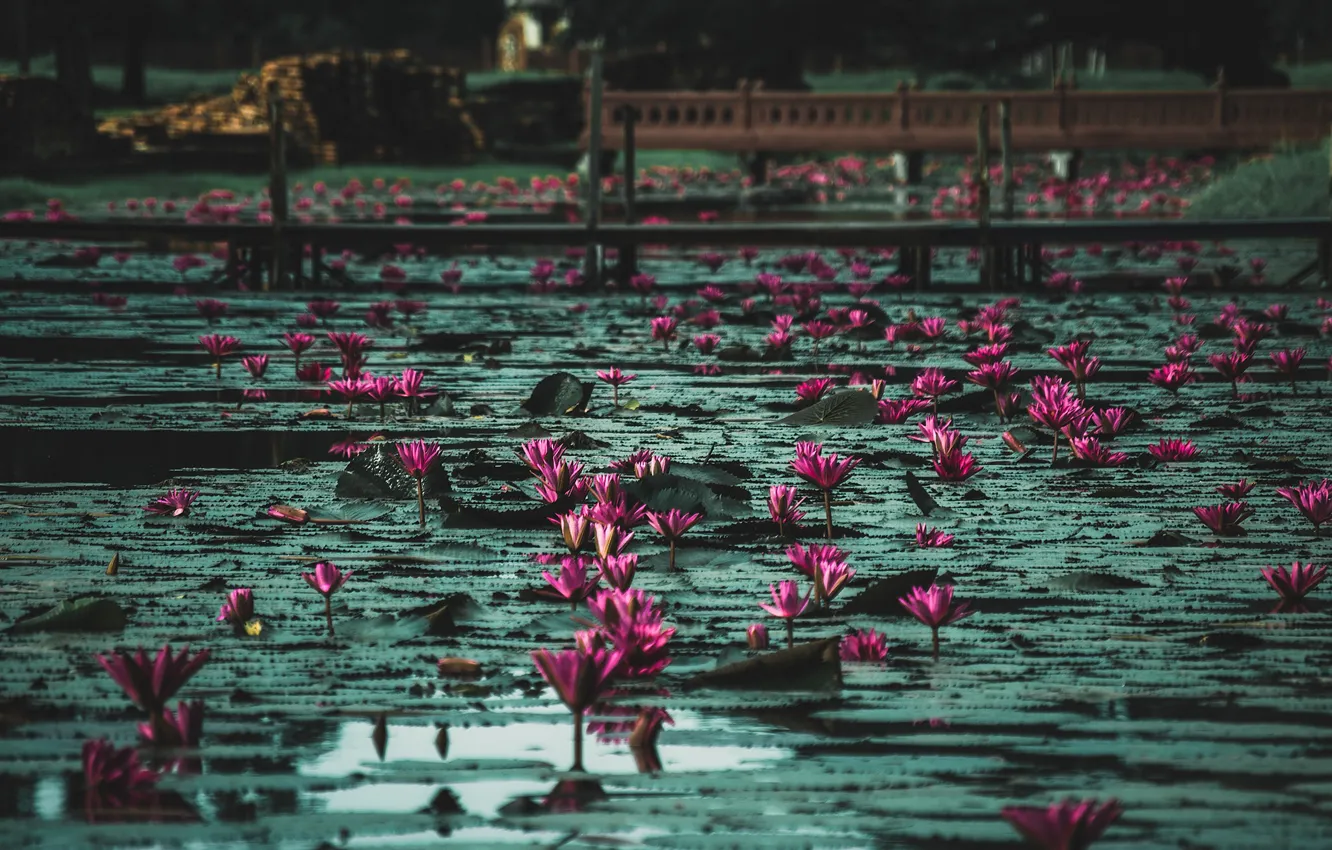 Фото обои water lilies, лилии, вода