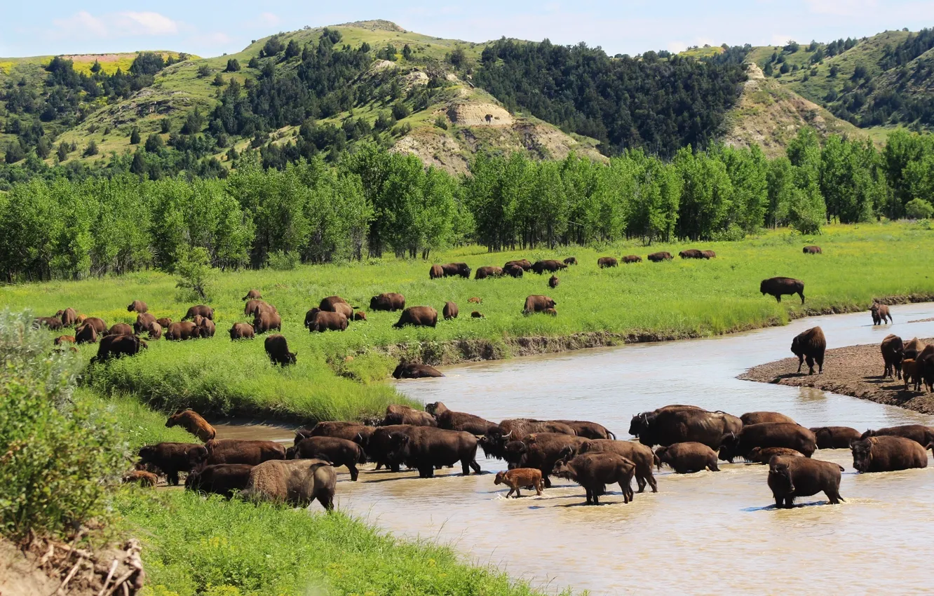 Фото обои usa, animal, wildlife, American bison, crossing a river