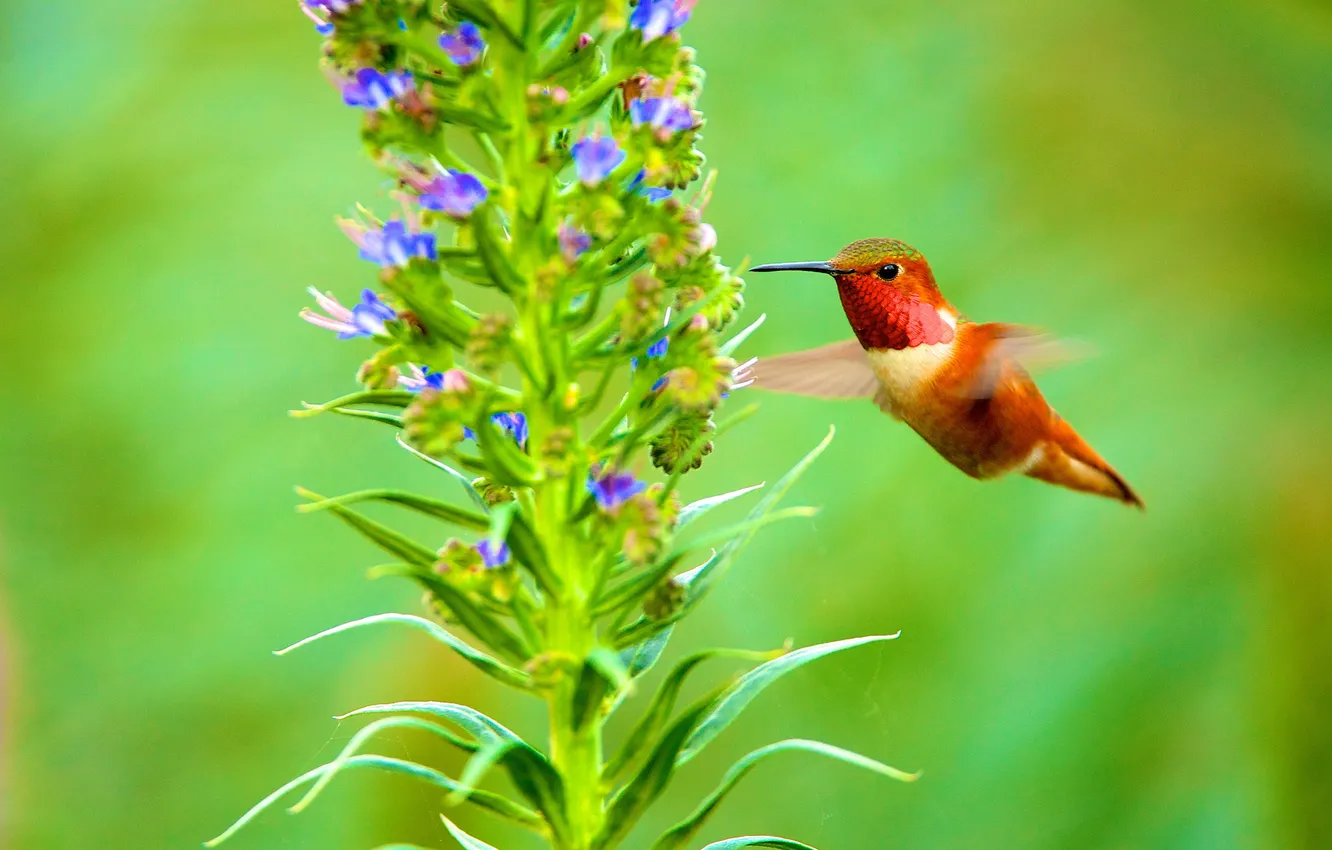 Фото обои цветок, природа, птица, клюв, колибри