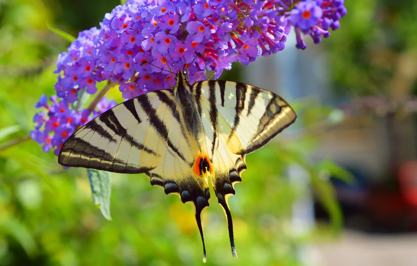 Фото обои Макро, Цветы, Весна, Бабочка, Flowers, Spring, Macro, Butterfly