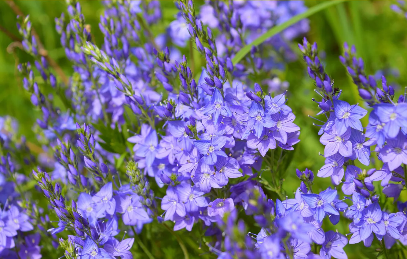 Фото обои Весна, Цветочки, Spring, Blue flowers, Вероника австрийская