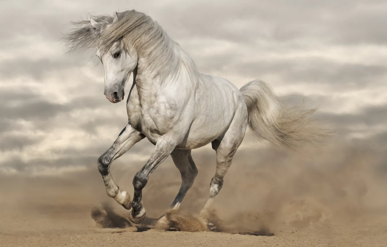 Фото обои песок, лошадь, пыль, бег, грива