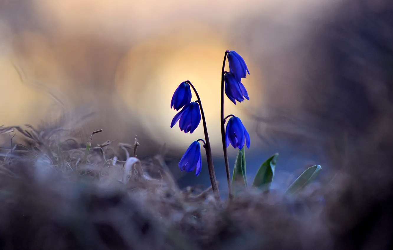 Фото обои макро, свет, цветы, природа, весна, первоцветы, Макеев Алексей