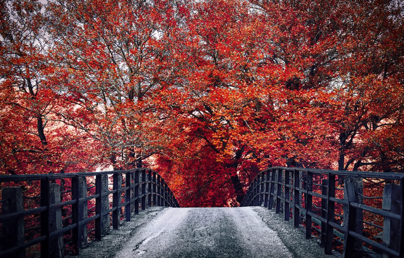 Фото обои осень, мост, природа
