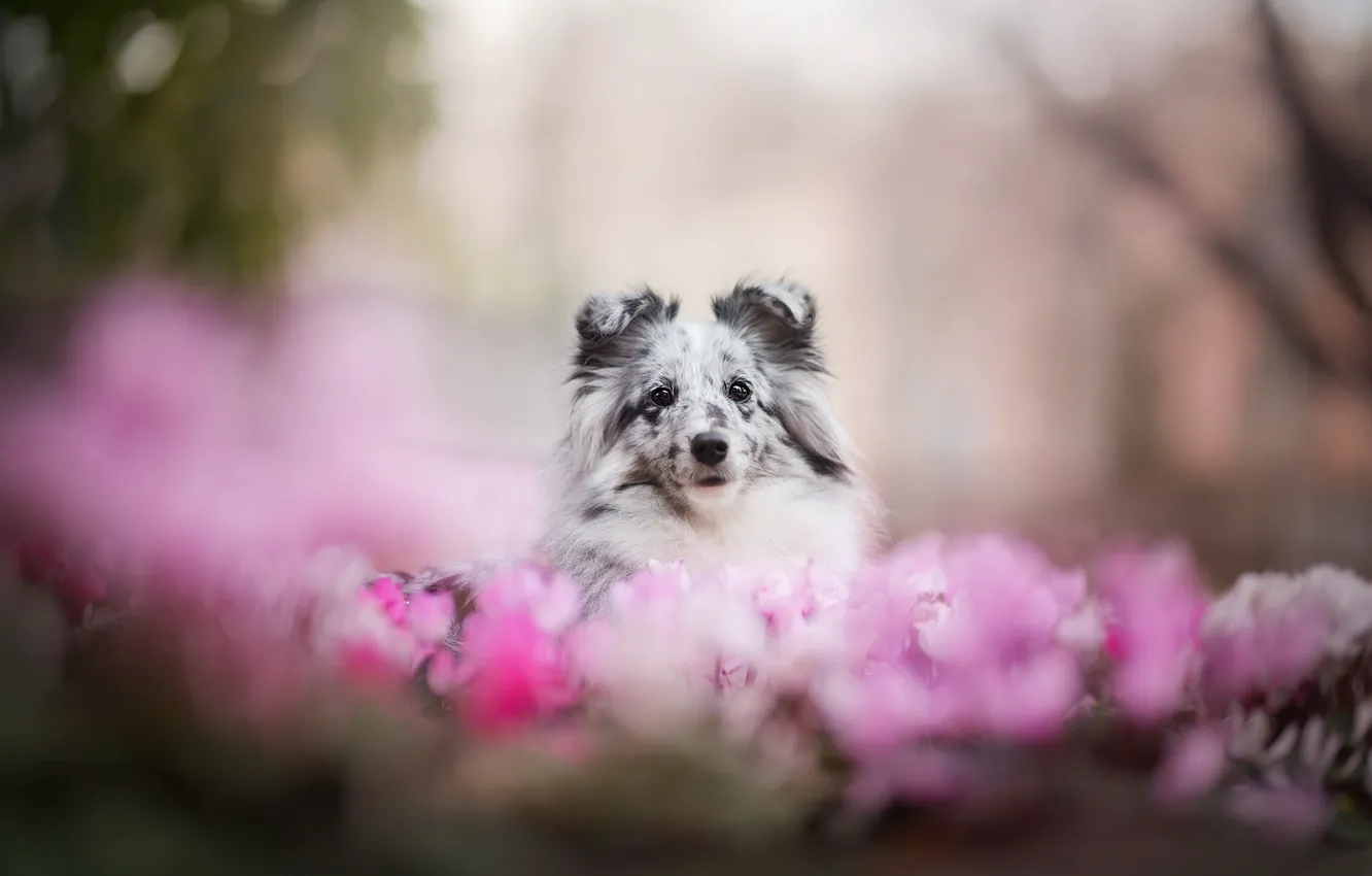 Фото обои цветы, друг, пятна, пёс, шелти, шетландская овчарка