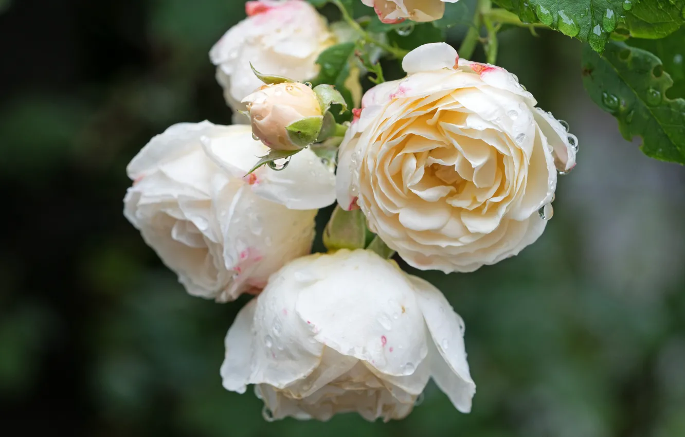 Фото обои листья, роза, лепестки, бутон, rose, цветение, leaves, petals