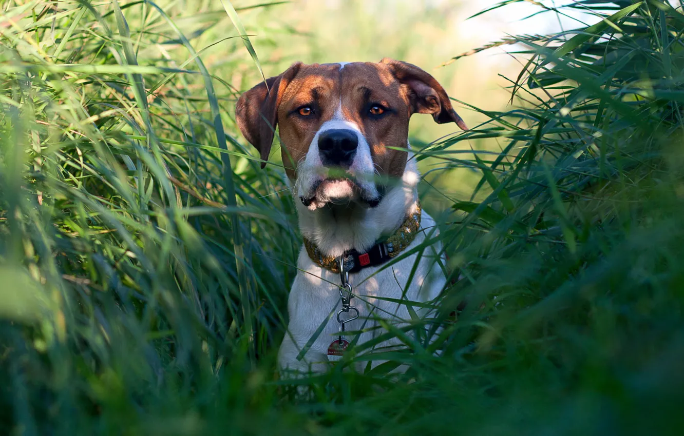 Фото обои трава, взгляд, собака