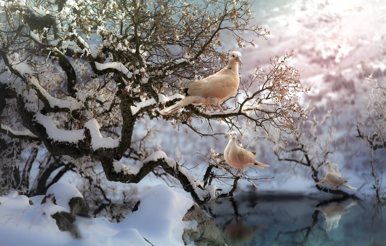 Фото обои зима, снег, птицы, ветки, природа, дерево, пара, голуби