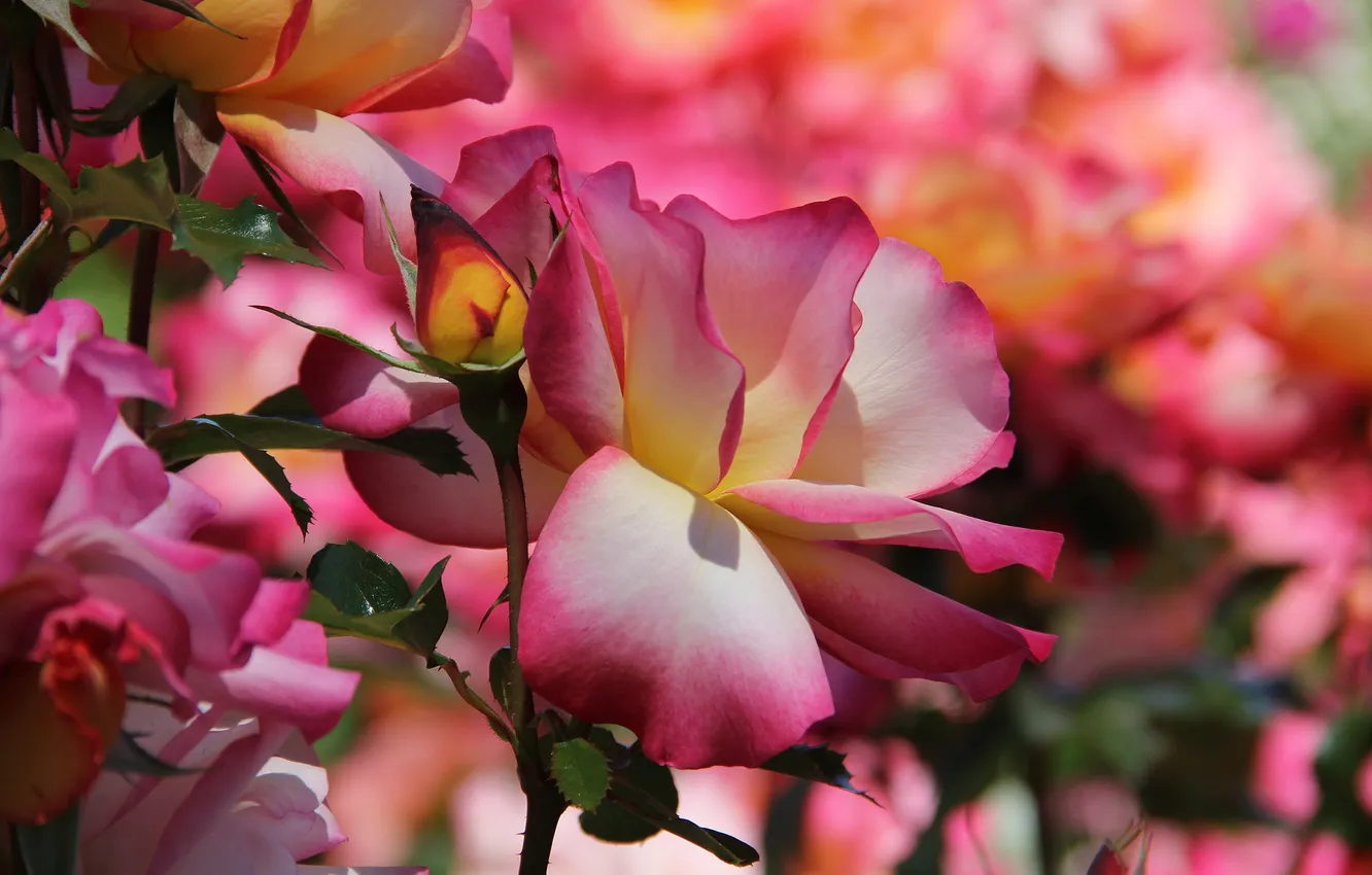 Фото обои роза, лепестки, бутон, цветение, розово-желтая