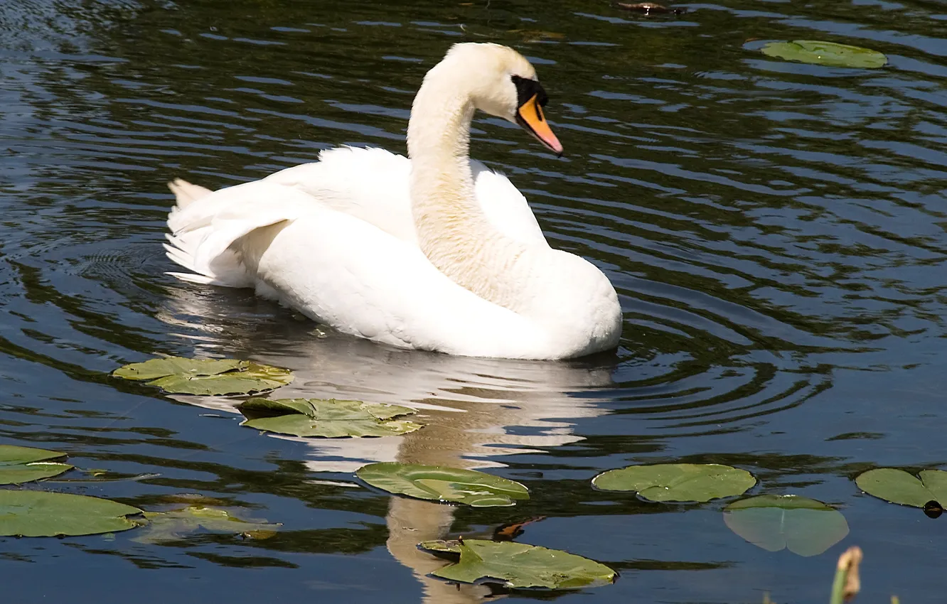 Фото обои белый, вода, отражение, птица, лебедь