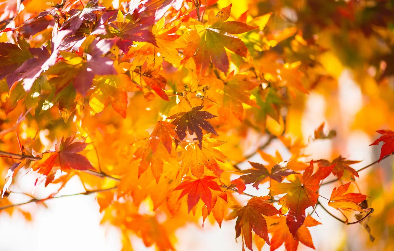 Фото обои осень, листья, японский клен