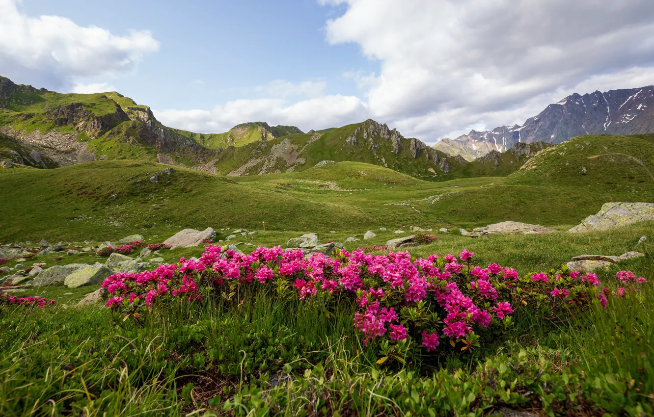 Фото обои цветы, горы, Италия, рододендрон