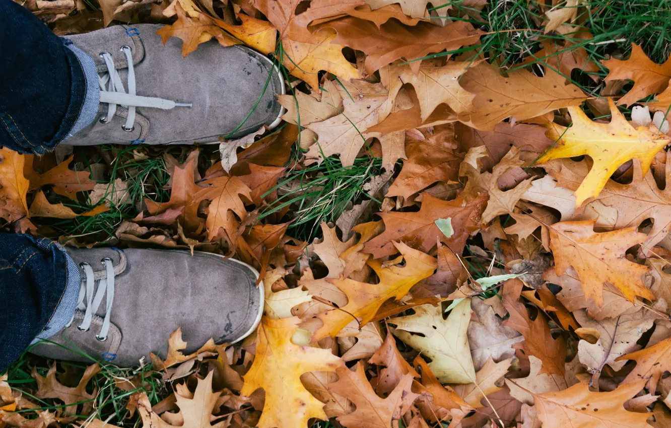 Фото обои осень, листья, кеды, шнурки, дуб, дубовые