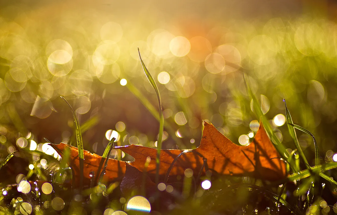 Фото обои осень, трава, капли, макро, лист, блики