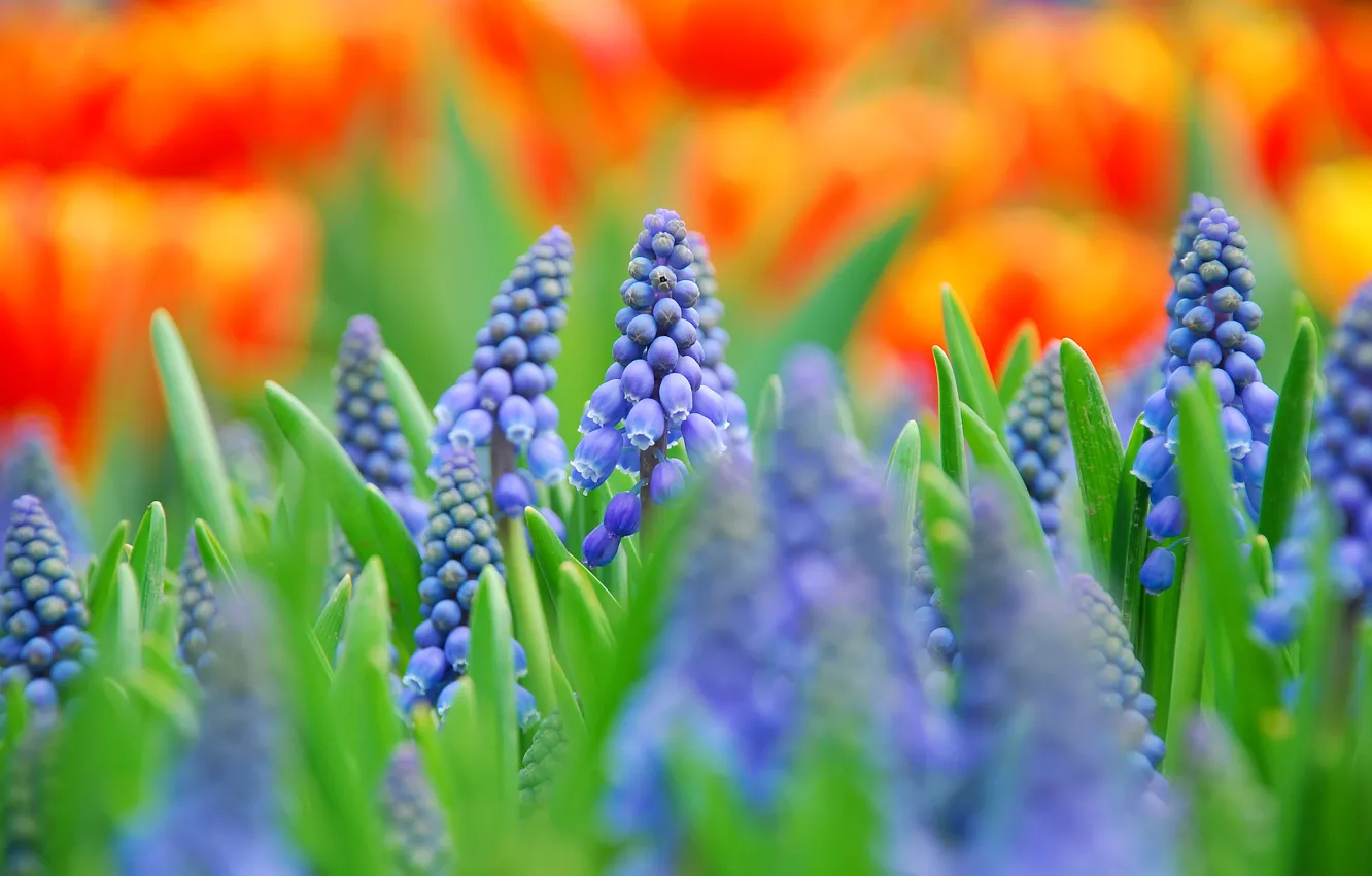 Фото обои поле, макро, цветы, размытость, синие, Мускари