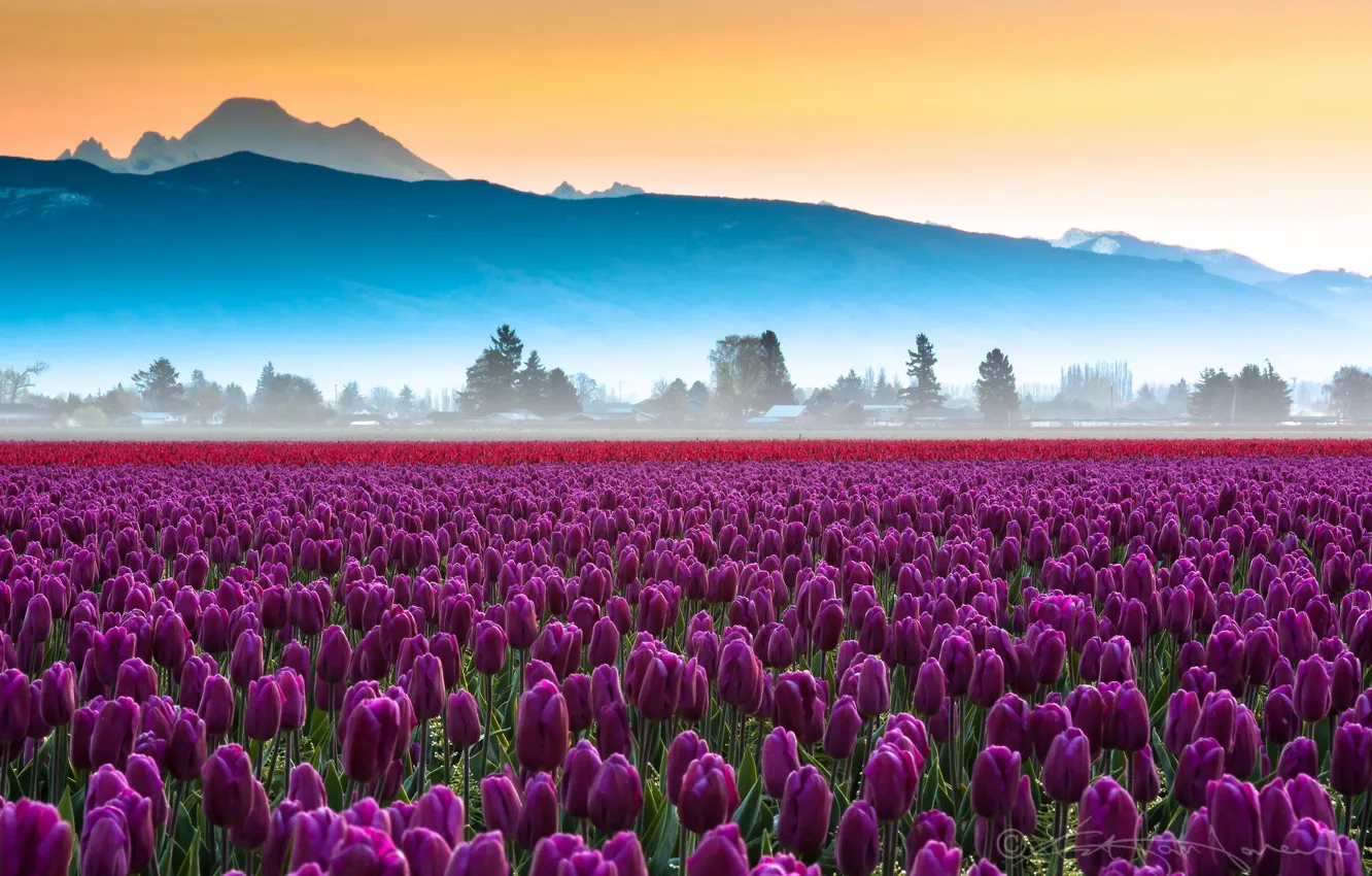 Фото обои поле, цветы, горы, тюльпаны, дымка
