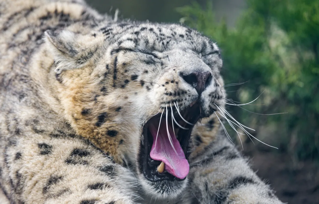Фото обои язык, кошка, ирбис, снежный барс, зевает, ©Tambako The Jaguar