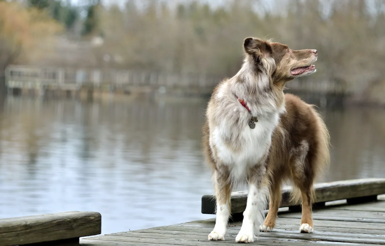 Фото обои мост, озеро, собака