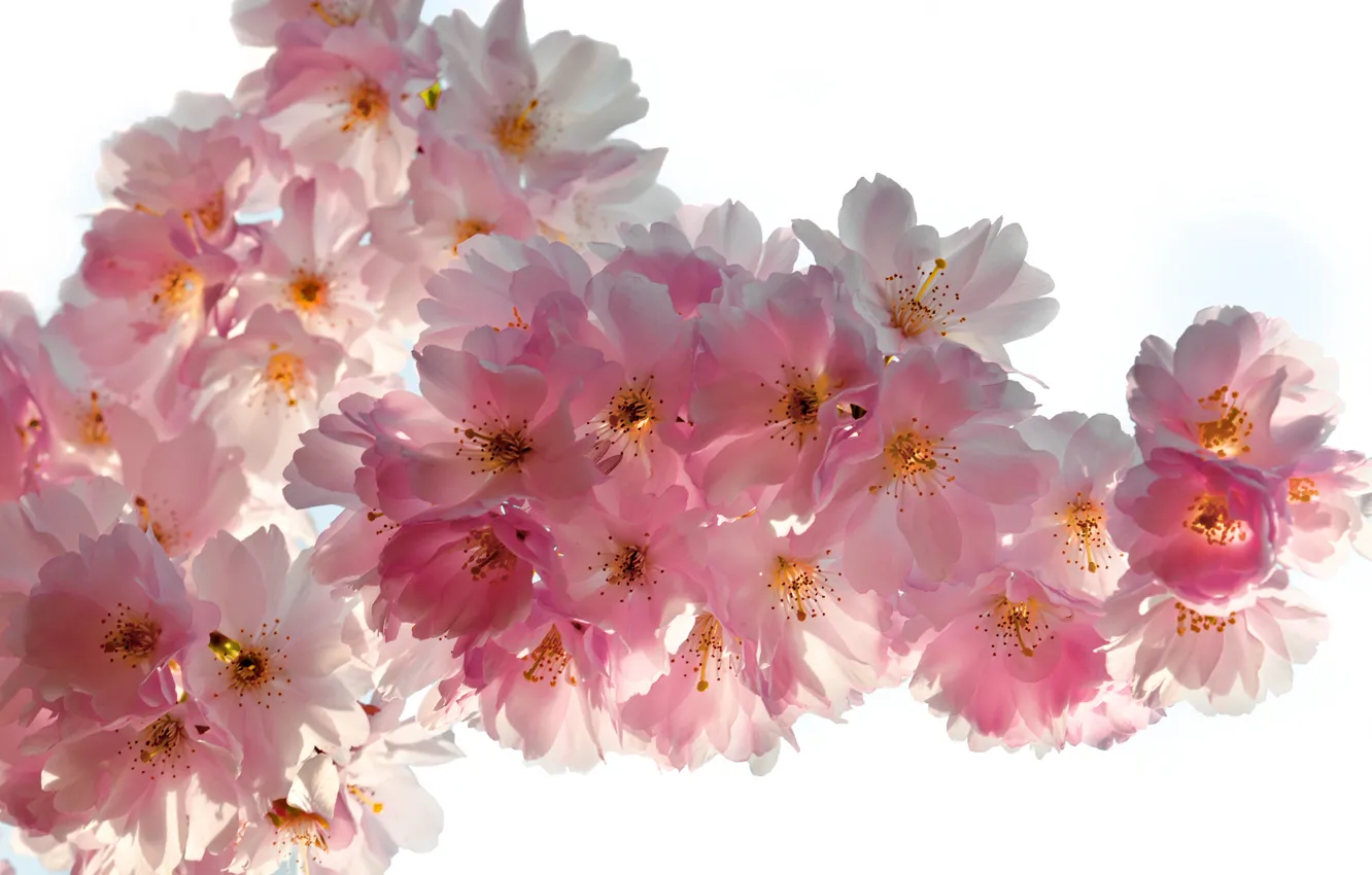 Фото обои макро, цветы, ветки, вишня, красота, весна, лепестки, сакура
