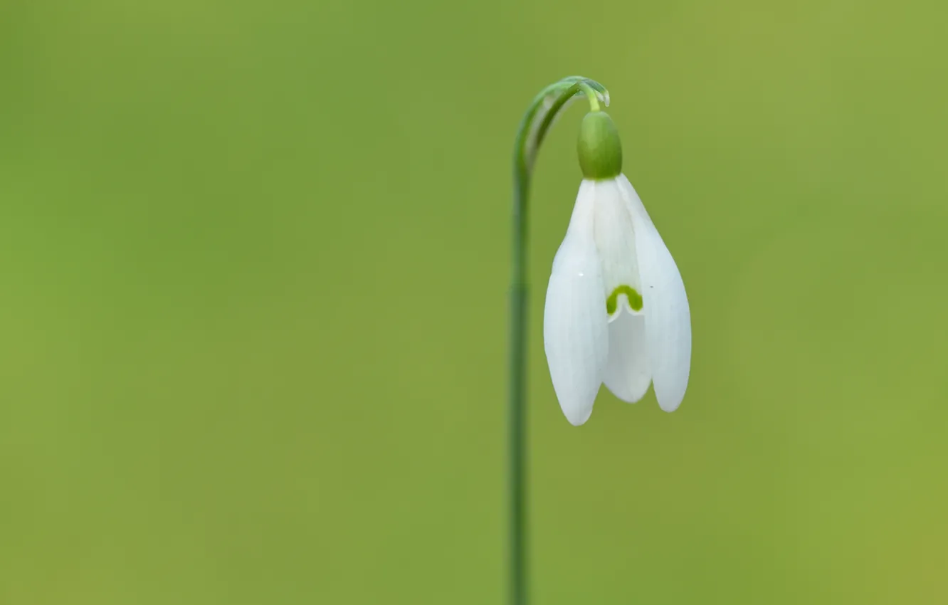 Фото обои белый, цветок, зеленый, green, лепестки, стебель, white, flower