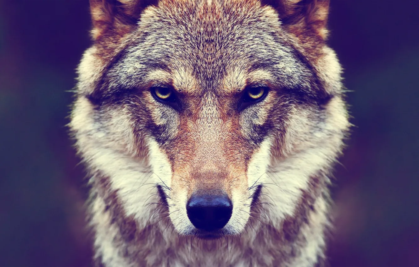 Фото обои взгляд, волк, хищник