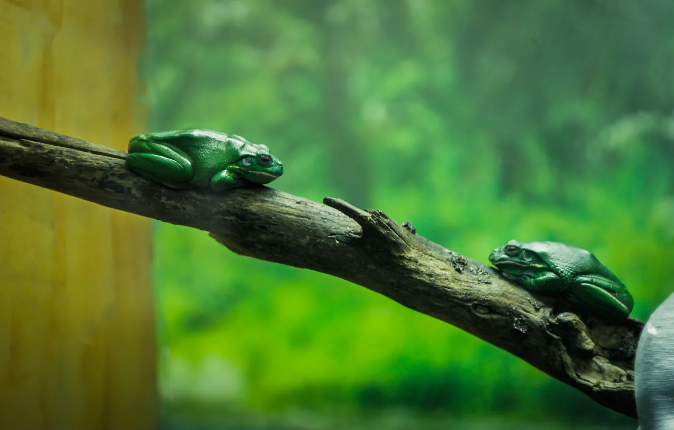 Фото обои зеленый, дерево, аквариум, ветка, жаба, frog, зоопарк