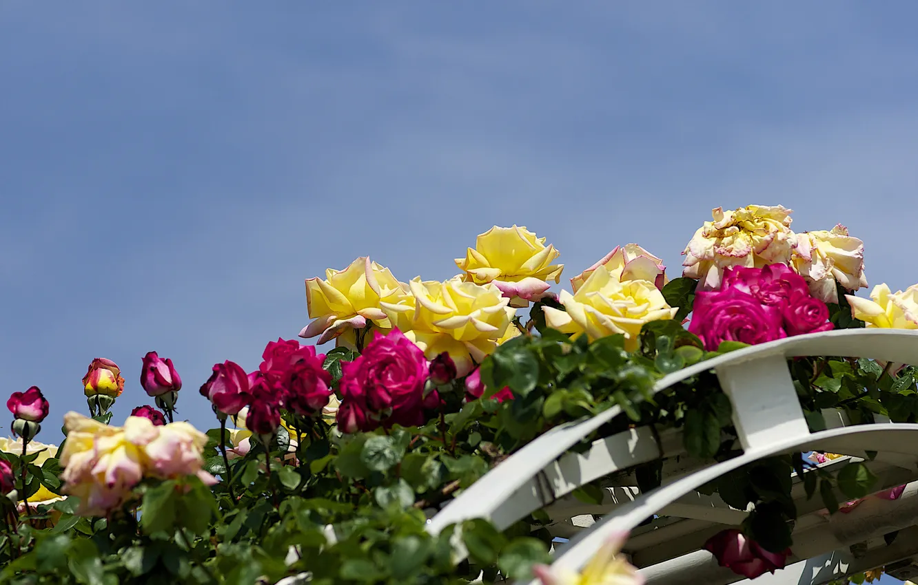 Фото обои небо, цветы, розы, арка