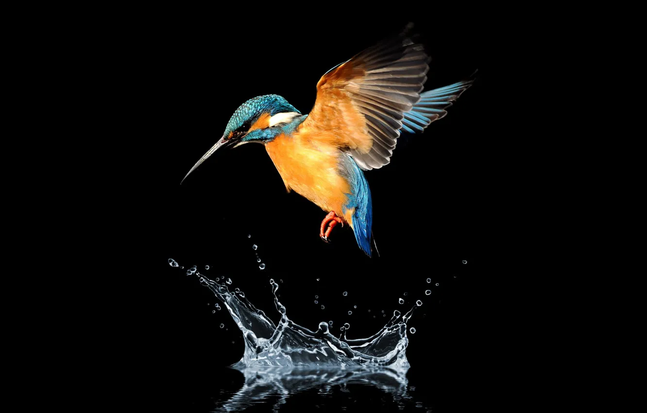 Фото обои bird, water, hummingbird