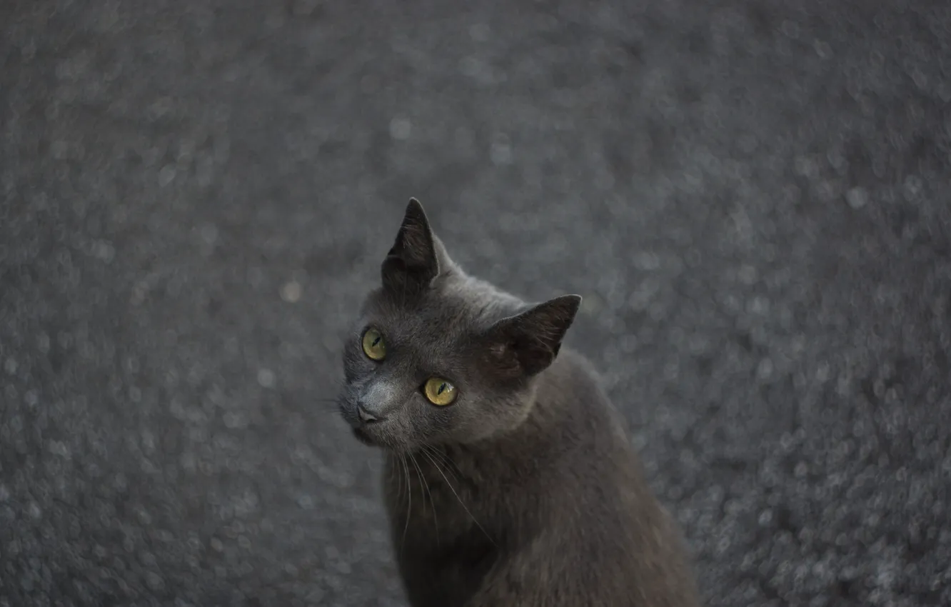 Фото обои кошка, кот, асфальт, серый