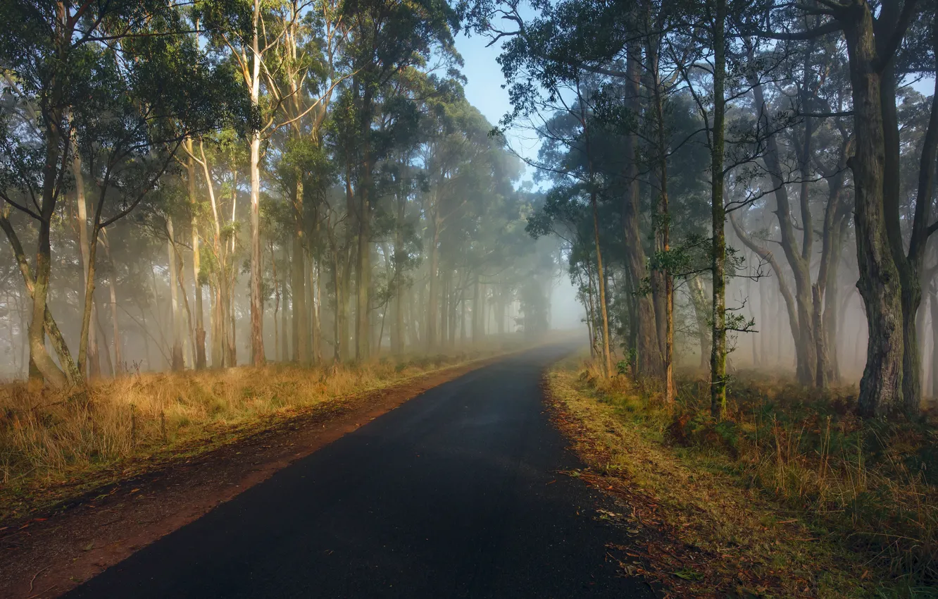 Фото обои дорога, осень, лес, трава, свет, деревья, ветки, туман