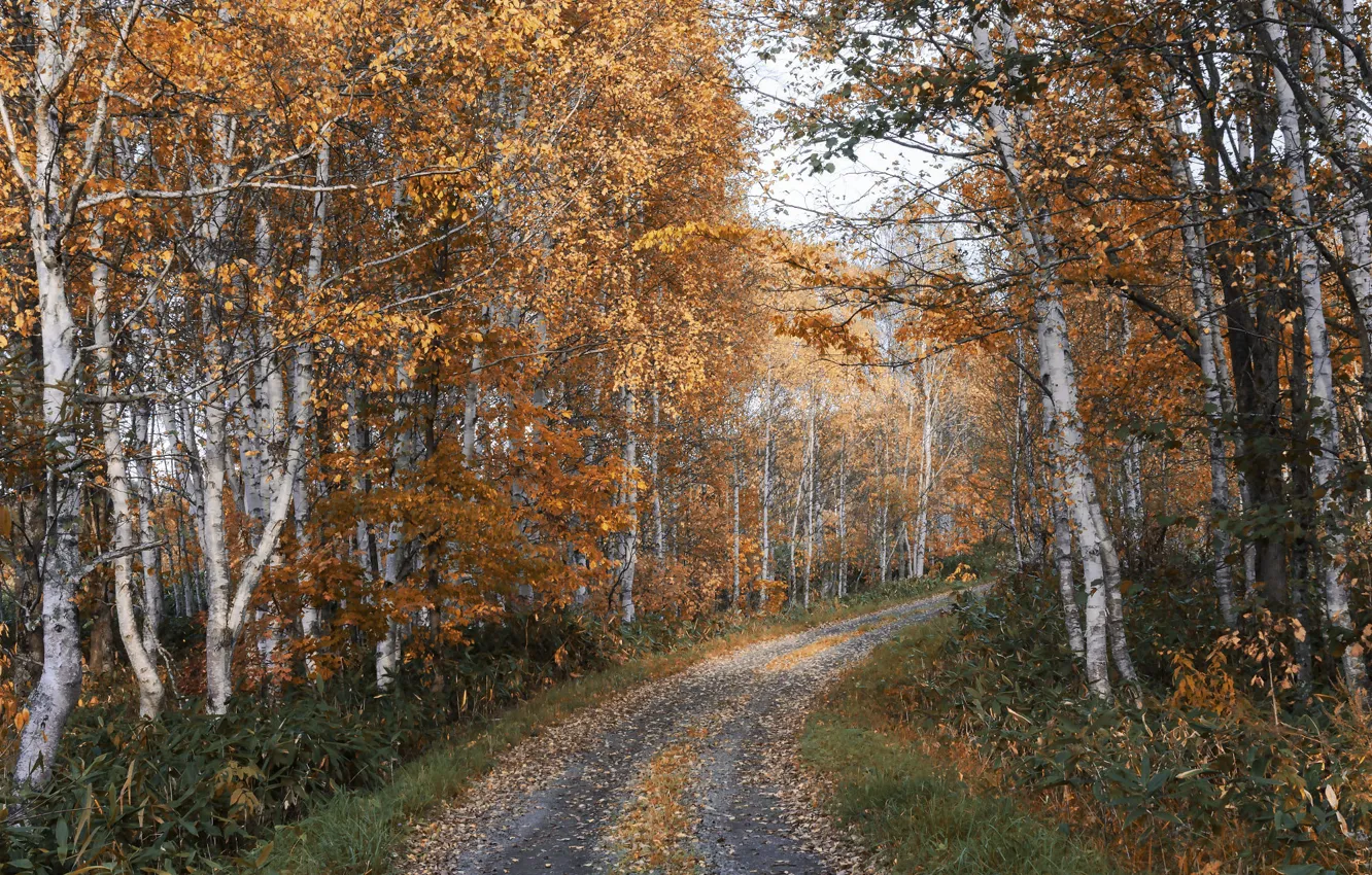 Фото обои дорога, осень, лес, трава, деревья, листва, березы, роща
