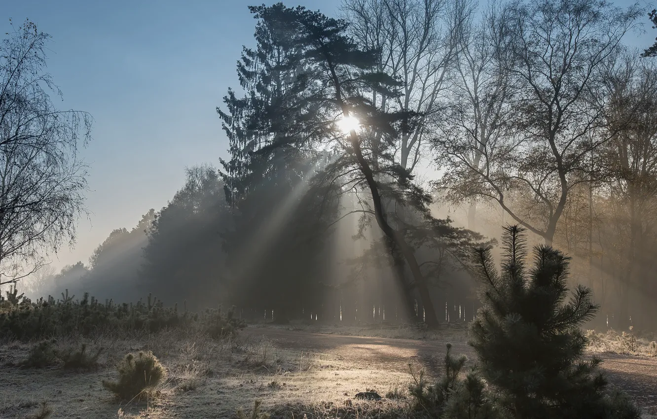 Фото обои лес, лучи, туман, сосна