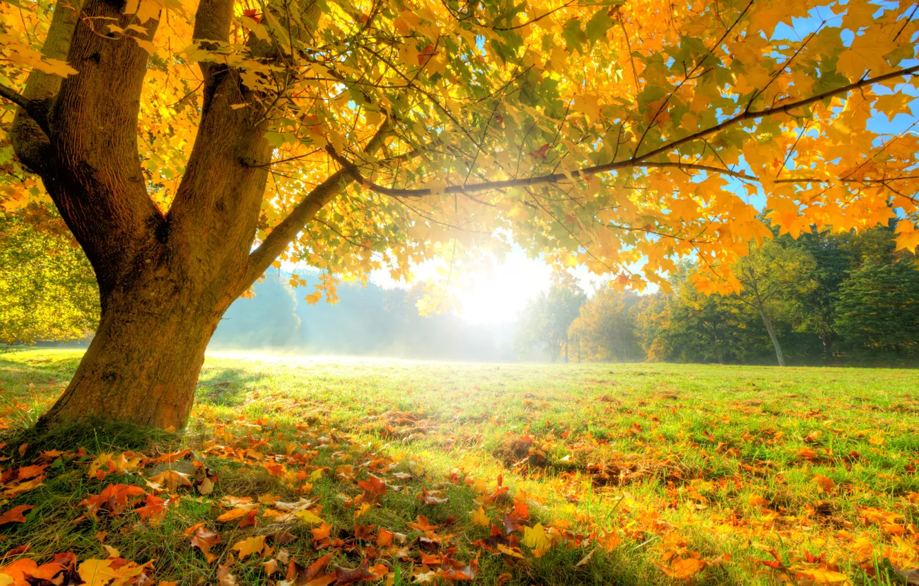 Фото обои осень, лес, трава, листья, солнце, деревья, поляна