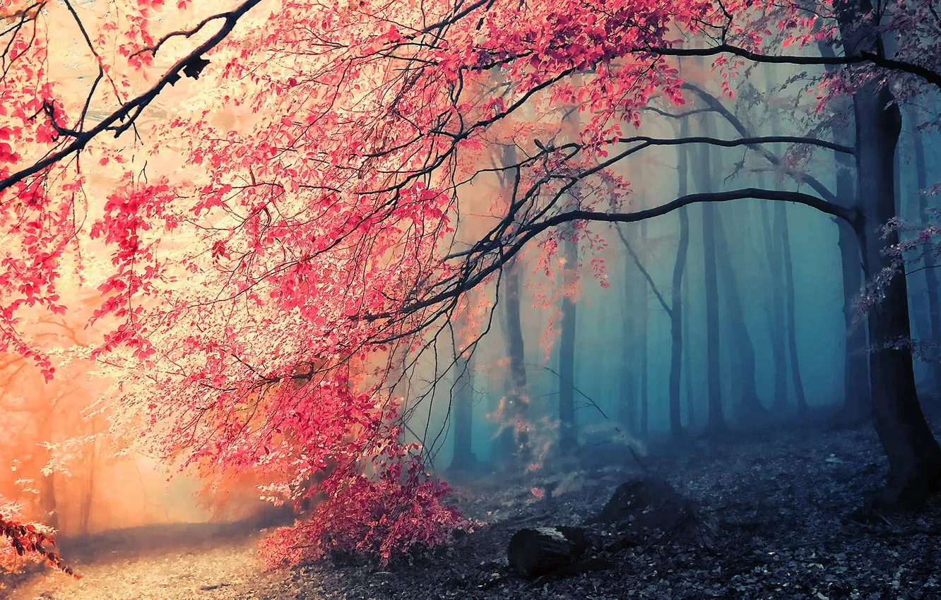Фото обои trees, nature, HD wallpaper, pink flowering tree, landscape photo of forest