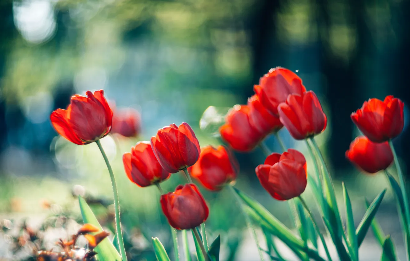 Фото обои солнце, цветы, тюльпаны, красные, боке