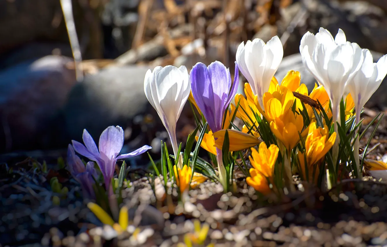 Фото обои свет, цветы, яркие, весна, крокусы, бутоны, полянка, разноцветные
