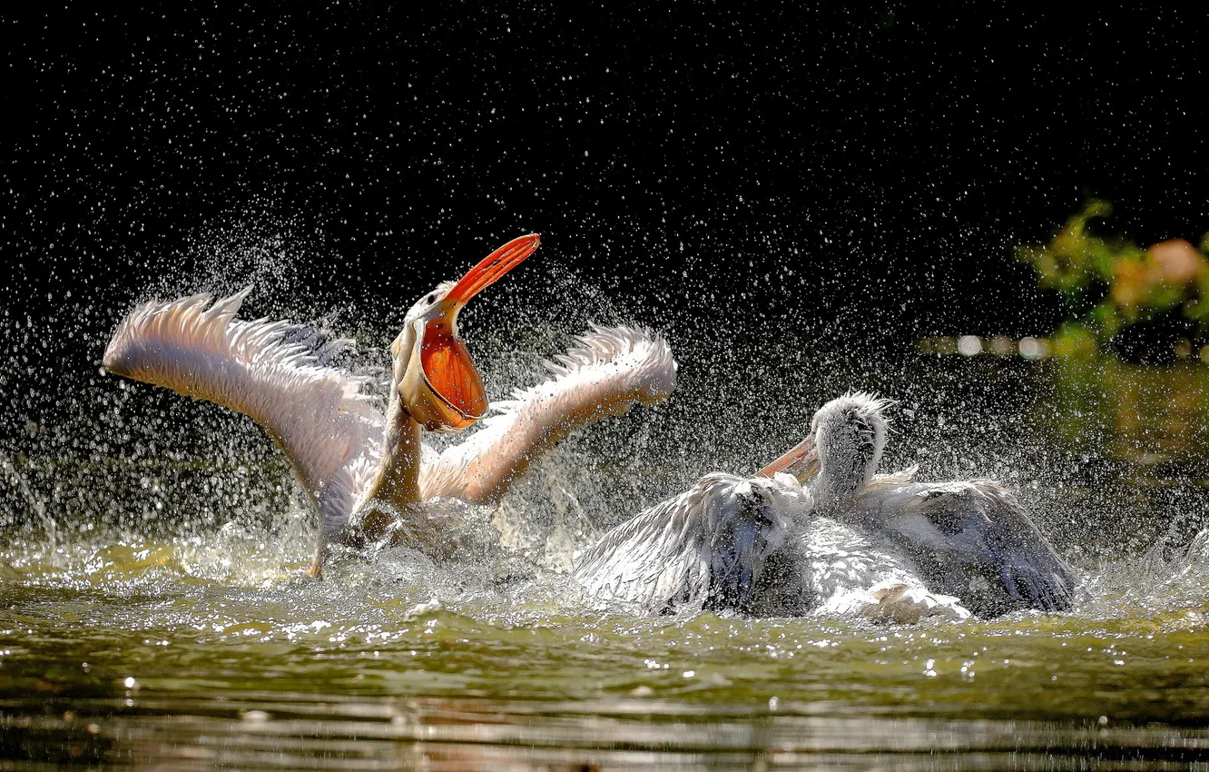 Фото обои вода, птицы, пеликаны