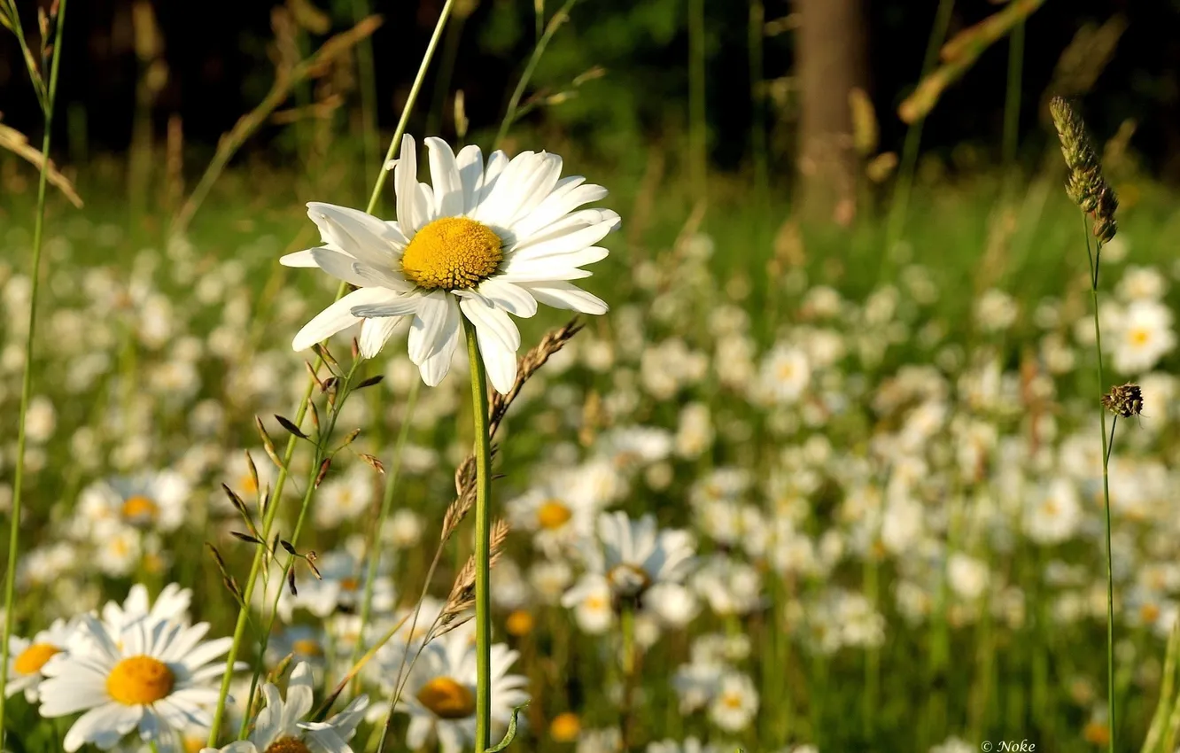 Фото обои лето, трава, солнце, цветы, природа, фон, обои, поляна