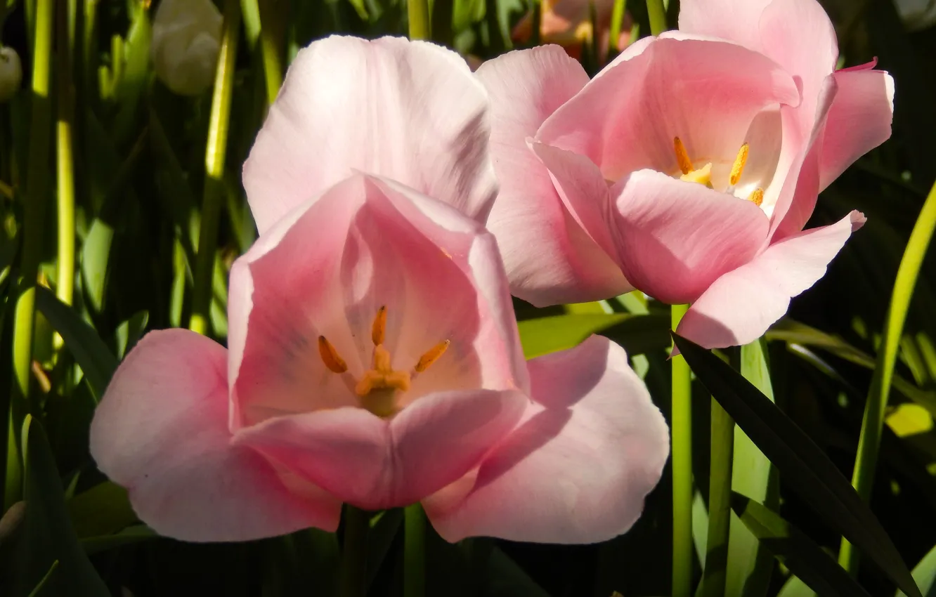 Фото обои цветы, widescreen, обои, тюльпан, весна, тюльпаны, wallpaper, широкоформатные
