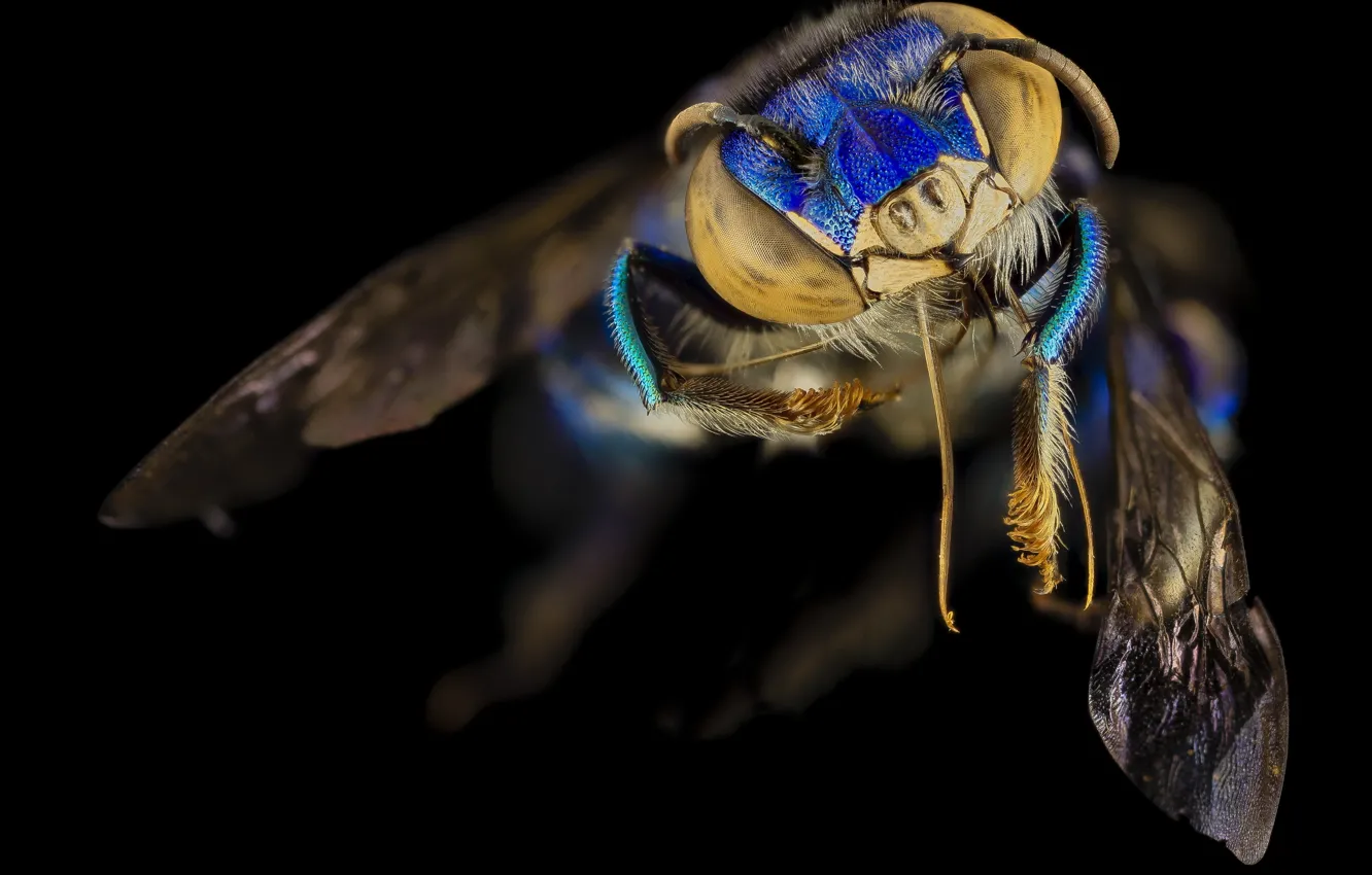 Фото обои flying, eyes, wings, background, macro, head, bee, Euglossa dilemma
